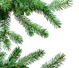 Wall Mural - png fresh evergreen branches on white