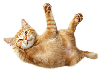 Canvas Print - PNG Playful ginger kitten lying down