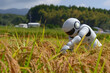 © A2Z AI  - Humanoid Robot Harvesting Rice in Modern Agricultural Field – Advanced Technology in Farming