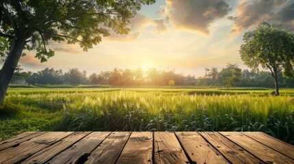 Poster - A beautiful, sunlit field with a wooden fence in the background