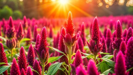 Wall Mural - amaranth flower field with sunny filter.