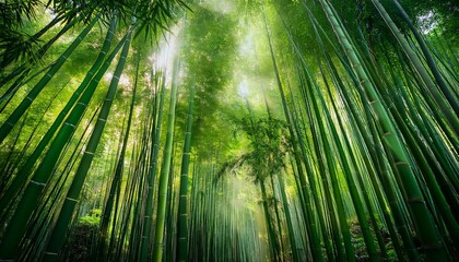 Poster - a dense bamboo forest with shafts of light illuminating the verdant green stalks