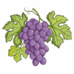 Wall Mural - Grapes bunches vector illustration on a isolated white background (2)