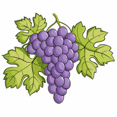 Wall Mural - Grapes bunches vector illustration on a isolated white background (15)