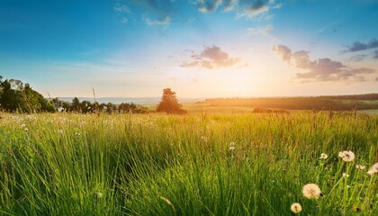 Wall Mural - beautiful summer colorful rustic pastoral landscape panorama tall flowering grass on green meadow at sunrise or sunset with beautiful announcement against blue sky