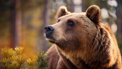 Wall Mural - portrait brown bear in the forest up close wildlife scene from spring nature wild animal in the natural habitat