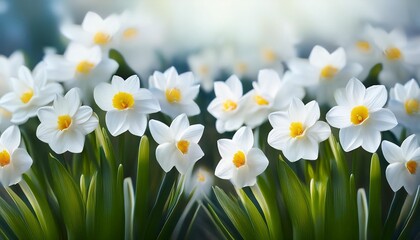 white spring daffodils for wallpaper or background 002