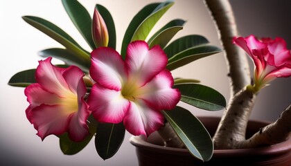 Canvas Print - impala lily adenium multiflorum