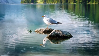 Wall Mural - gull on the lake