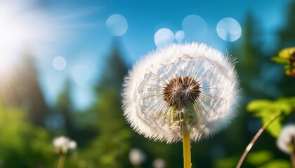 Wall Mural - white dandelion in a forest against the blue sky macro image