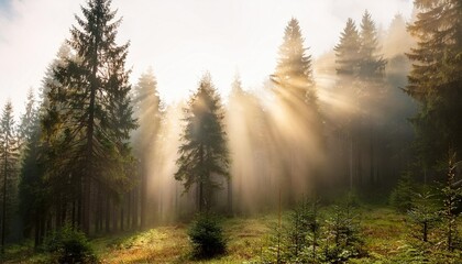 Wall Mural - natural forest of spruce trees sunbeams through fog create mystic atmosphere