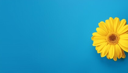 Wall Mural - single yellow flower isolated on a blue background wide banner with copy space