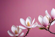 © Galeno - beautiful magnolia flowers pink background delicate design copy space