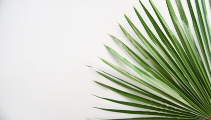 Wall Mural - fresh saw palmetto fronds against a white background for calm nature themed designs