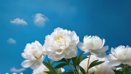 Wall Mural - delicate white peony flowers against a sky blue background