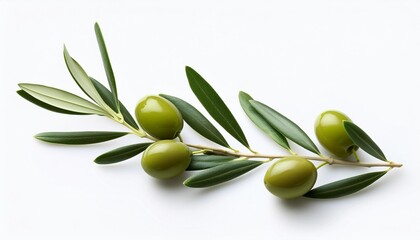 Wall Mural - olive branch with leaves white background