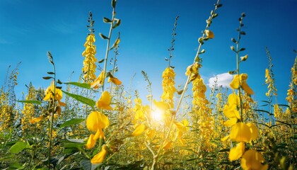 slow motion and close up shot of yellow sunn hemp flower crotalaria juncea the vibrant flower and green leaves contrast with the clear blue sky with the flowers swaying in the breeze