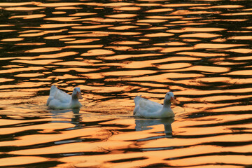 Couple of geese on a golden lake