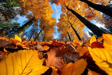 Wall Mural - Autumn forest with a carpet of leaves, illustrated in a scene where the forest floor is completely covered in a thick layer of fallen leaves, with the trees above displaying the full spectrum
