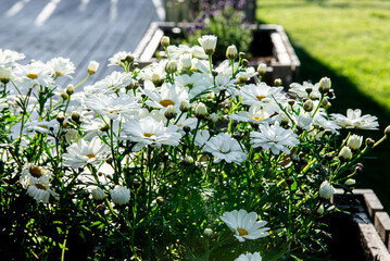 Beautiful White Camille flowers in the green grass background on a sunny day, Arctic chamomile macro, summer background