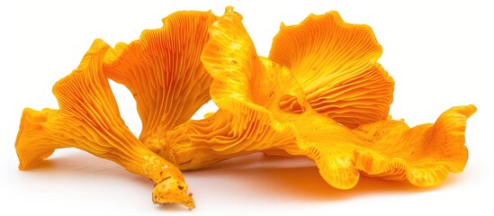 Wall Mural - Yellow Forest Chanterelle Isolated On White Background