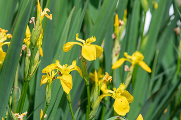 Wall Mural - Yellow flag irises (iris pseudacorus) in bloom