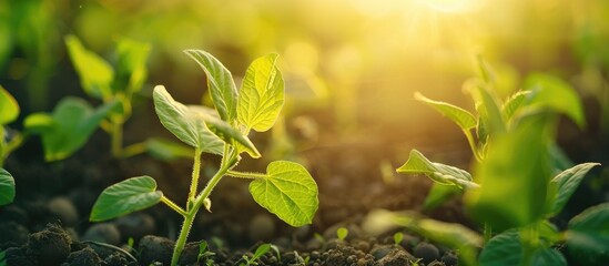 Canvas Print - Young Soybean Plants Growing In Cultivated Field With Sunset Sun Soft Focus