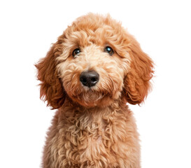 Wall Mural - PNG Goldendoodle dog animal mammal poodle.