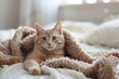 © VolumeThings - Adorable cat in bed at home