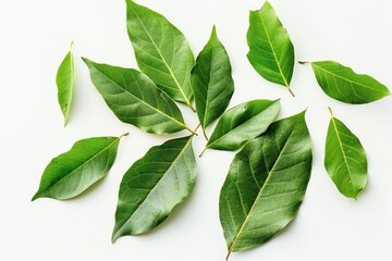 Wall Mural - A collection of green leaves arranged on a white surface