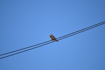 Brown Sparrow on Wire – 3 of 8 Photos, Detailed Wildlife Bird Photography, Small Songbird Perched, Nature Close-Up, Urban Wildlife, Birdwatching