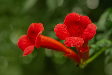orange campsis tecoma flower in focus and blurred green natural background.