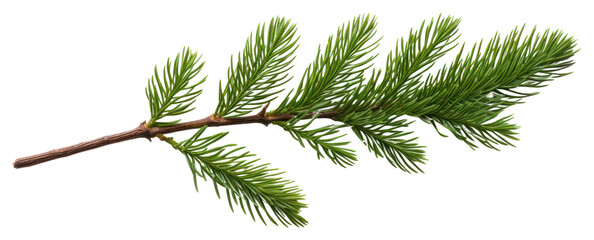 png green pine branch on white