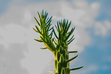 Cactus - Green Plant - Sky And Plant