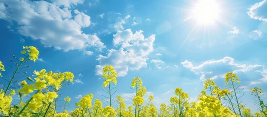 Wall Mural - Yellow Rapeseed Flowers On Field With Blue Sky And Clouds