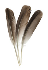 Wall Mural - Beautiful brown bird feathers isolated on white