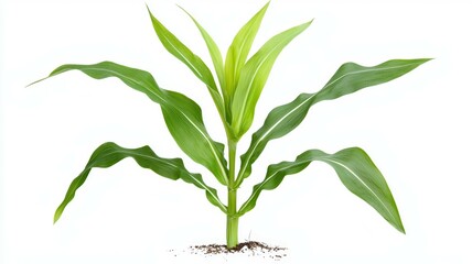 A small green plant with a stem and leaves