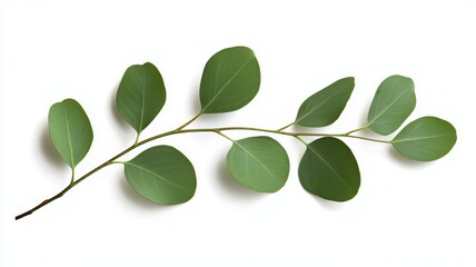 Poster - A leafy green branch with a few leaves on it