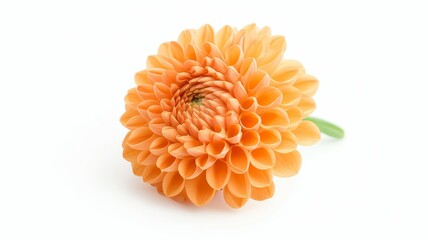 Wall Mural - A single orange flower with a green stem