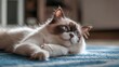 © Heng Heng - AI Stock - Elegant and Long Haired Ragdoll Cat Stretching Out its Graceful Body on Soft Carpeted Floor in Tranquil and Comfortable Home Environment