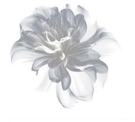 Wall Mural - PNG Abstract smoke of chrysanthemum flower white monochrome.