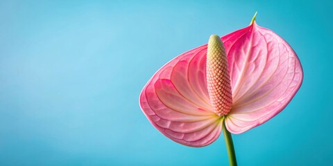 Canvas Print - Close up macro shot of a pink anthurium flower on a light blue background, anthurium, pink, flower, close up, macro, light blue