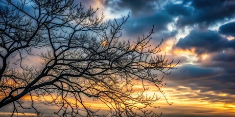 Wall Mural - Leafless branches silhouetted against a grey sunset sky , nature, tree, branches, winter, dusk, silhouette, bare, sky, sunset