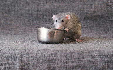 little cute rat on gray couch