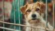 © Postproduction - Homeless dogs in a shelter longing for adoption with emphasis on animal care.