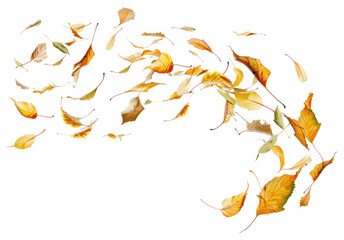 Wall Mural - png autumn leaves blowing in wind