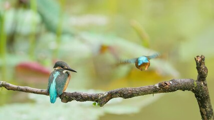 Wall Mural - Kingfishers taking flight from a branch in slow motion