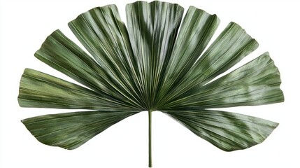 Close-Up of a Green Sabal Palm Leaf in Tropical Paradise