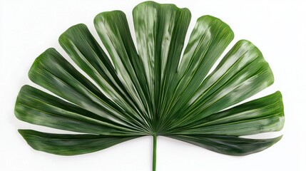 Wall Mural - Botanical Beauty - Close-up of Elegant Pritchardia Palm Leaf in Natural Lighting