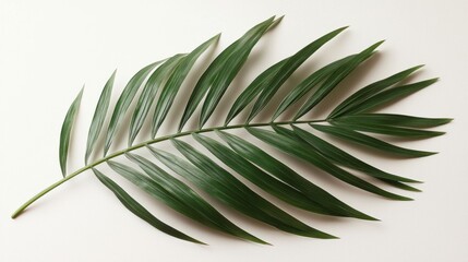 Sticker - Exotic Kentia Palm Leaf â€“ Tropical Greenery Background for Design Projects